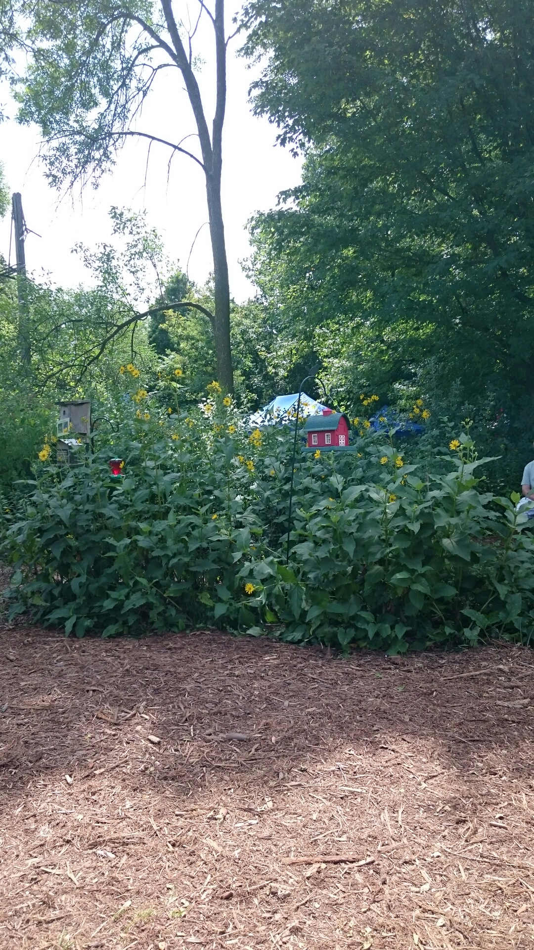 wp-1439488753803 image